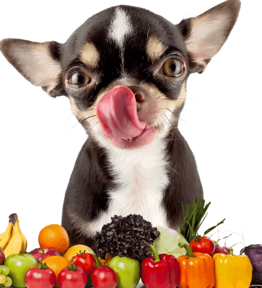 Dog with vegetables